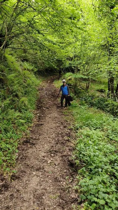 Sendero entre la vegetación
